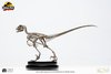 Jurassic Park: Velociraptor Skeleton Bronze 1:8 Scale Statue - Toynami